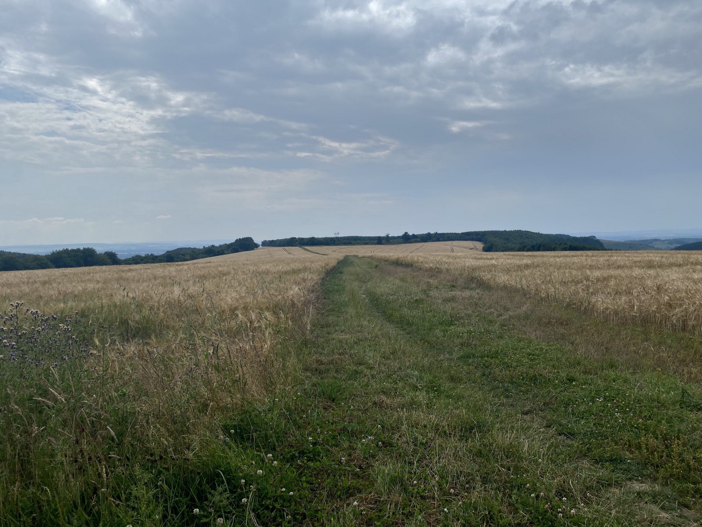 Wide open fields with woodland in the background